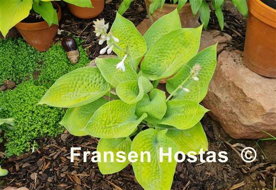 Hosta Cup of Joy